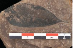 Foto (Detailsansicht) von Quercus palaeoilex Ettingshausen (NHMW-GEO-2024-0188-0794)